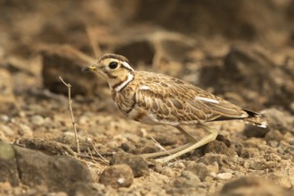 Three-banded Courser (Rhinoptilus cinctus), Kakamega Forest, Kenya, Africa