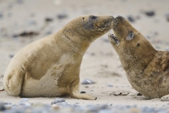 Grey seal (Halichoerus grypus) playing with each other on the beach, Düne, Helgoland,