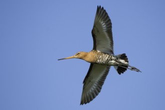 Black-tailed Godwit (Limosa limosa) flying, Texel, Netherlands