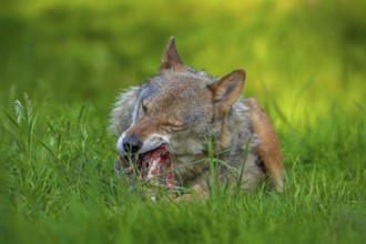 Eurasian wolf, grey wolf (Canis lupus lupus) gnawing on meat and bone of its prey in grassland,