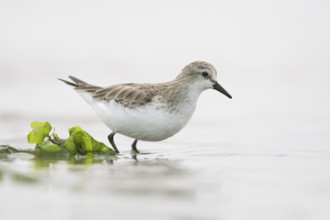 Red-necked Stint (Calidris ruficollis) foraging, Victoria, Australia, Oceania