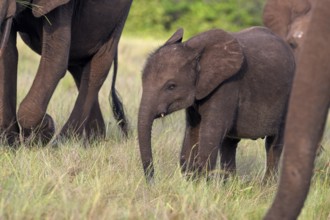 African forest elephant (Loxodonta cyclotis) in a clearing in Loango National Park, Parc National