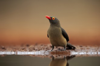 Red-billed oxpecker (Buphagus erythrorhynchus), adult, at the water, alert, Kruger National Park,
