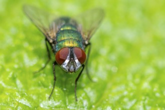 Macro photograph of an iridescent blow fly (Calliphoridae) with red eyes on a green leaf, Ternitz,