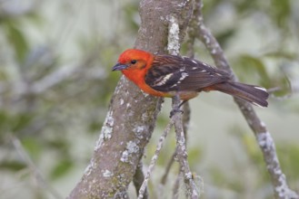 Flame-colored Tanager (Piranga bidentata) perched on a branch in Costa Rica, Central America
