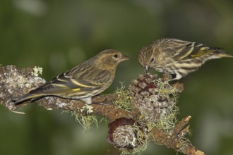 Pine Siskin (Spinus pinus), California, USA, North America