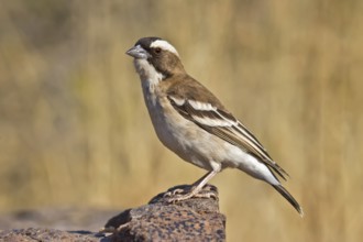 White-browed Sparrow-Weaver (Plocepasser mahali) perched on a stone, Ethosha, Namibia, Africa