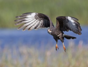 Snail Kite (Rostrhamus sociabilis) male flying, Florida, USA, North America