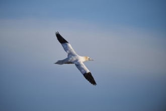 Northern gannet (Morus bassanus) flying in the sky, wildlife, Helgoland, Germany, Europe