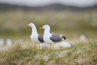 Yellow-legged gull (Larus michahellis) standing in the grass, Düne, Helgoland, Schleswig-Holstein,