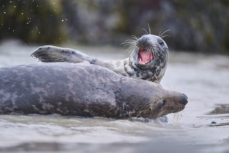 Grey seal (Halichoerus grypus) playing with each other in the water, sea, Düne, Helgoland,