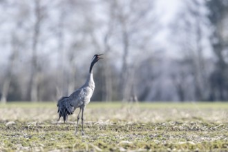 Crane (Grus grus), Emsland, Lower Saxony, Germany, Europe