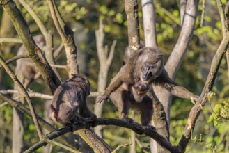 An adult female mandrill (Mandrillus leucophaeus) is standing with her baby high up in a tree on a