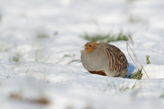 Grey Partridge (Perdix perdix) perched on snowy field, North Rhine-Westphalia, Germany, Europe