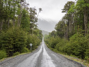 Road Carretera Austral passing cold rain forest near Villa o' Higgins, Patagonia, Chile, South
