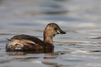 Little Grebe (Tachybaptus ruficollis), Bavaria, Germany, Europe