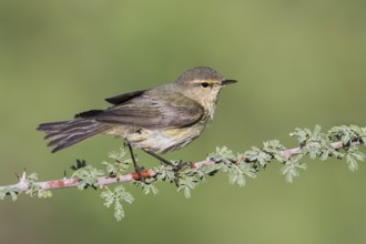 Common Chiffchaff (Phylloscopus collybita), Eilat, Israel, Asia