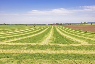 Landscape view at a grass field of harvested grass in the countryside on a beautiful summer day