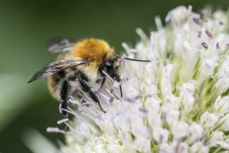 Early bumblebee (Bombus pratorum) on teasel (Dipsacus sylvestris), Emsland, Lower Saxony, Germany,