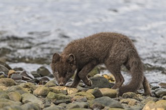 Dark arctic fox (Vulpes lagopus) walks over stones by the sea, curious, East Fjords, Iceland,