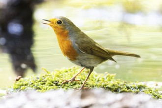 European robin (Erithacus rubecula) Germany#