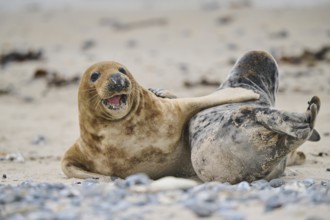 Grey seal (Halichoerus grypus) playing with each other on the beach, Düne, Helgoland,