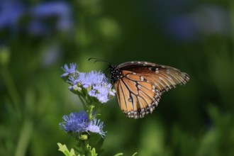 Monarch butterfly (Danaus plexippus), adult, on flower, foraging, Sonora Desert, Arizona, North