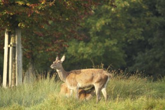 Red deer (Cervus elaphus) adult animal suckling calf during the rut, Allgäu, Bavaria, Germany,