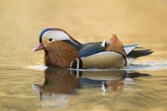 Mandarin Duck (Aix galericulata) male, North Rhine-Westphalia, Germany, Europe