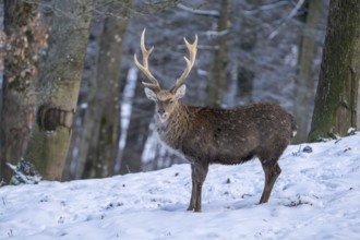 Ica deer (Cervus nippon), in the snow, Vulkaneifel, Rhineland-Palatinate, Germany, Europe