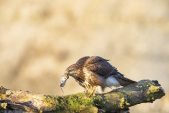 Common buzzard (Buteo buteo) Germany