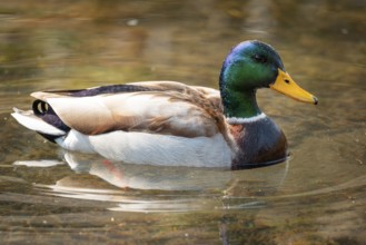 A male mallard (Anas platyrhynchos) sits calmly and relaxed in the water, surrounded by soft light
