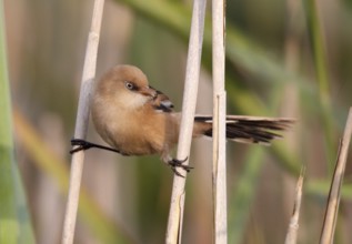 Bearded Reedling (Panurus biarmicus) juvenile, Mecklenburg-Western, Pomerania, Germany, Europe