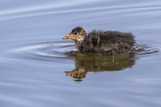 Eurasian Coot (Fulica atra) juvenile, Mecklenburg-Western Pomerania, Germany, Europe
