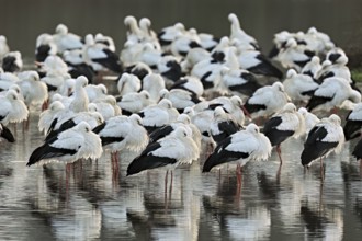 White storks (Ciconia ciconia), large flock roosting in shallow water, Flachsee, Canton Aargau,