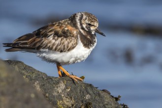 Ruddy Turnstone (Arenaria interpres), Texel, Netherlands