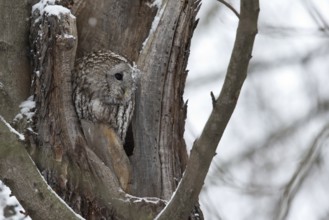 Tawny Owl (Strix aluco), Saxony, Germany, Europe