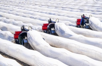 Asparagus harvest on the Lower Rhine, near Wesel, asparagus field under thermo foil, for faster