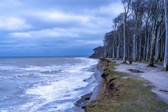 Beach, cliffs and ghostly forest in the Baltic seaside resort of Nienhagen, Mecklenburg-Vorpommern,