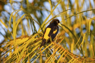 Yellow-rumped cacique (Cacicus cela) Pantanal Brazil