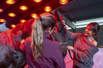 Women caressing a horse drying under the warmth of a solarium