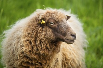 Brown sheep, portrait, Ouessant sheep (Breton dwarf sheep), grazing. Germany