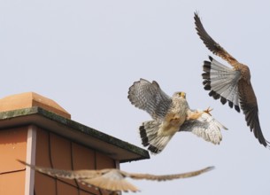 Two male kestrels (Falco tinnunculus) in a territorial dispute over a building, a third Common