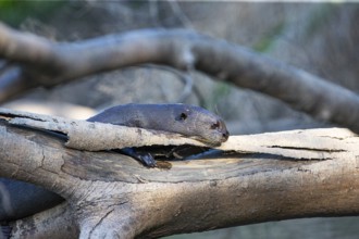 Giant otter (Pteronura brasiliensis) Pantanal Brazil