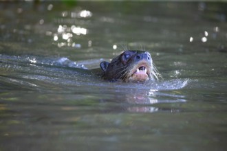Giant otter (Pteronura brasiliensis) Pantanal Brazil