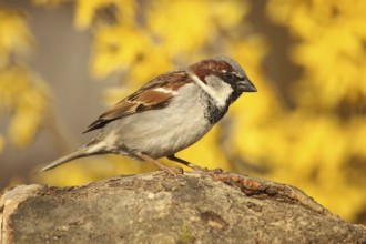 House Sparrow (Passer domesticus) male, Allgäu, Bavaria, Germany, Allgäu, Bavaria, Germany, Europe