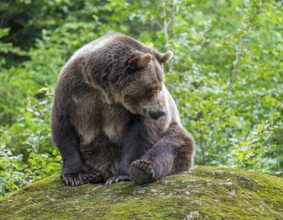 Brown bear (Ursus arctos) sitting on a rock covered with moss, captive, Bavarian Forest National