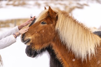 A woman's affection for a brown horse in the cold winter with snow in Iceland, Icelandic horse
