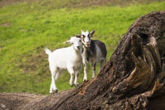 Two domestic goats, white and piebald, climbing on a tree trunk. Grazing. Germany