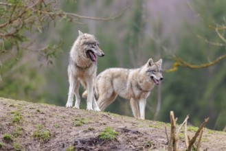 Two grey wolves (Canis lupus lupus) playing on a hill and showing social behaviour